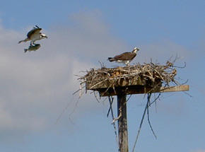 osprey at Patoka Lake
